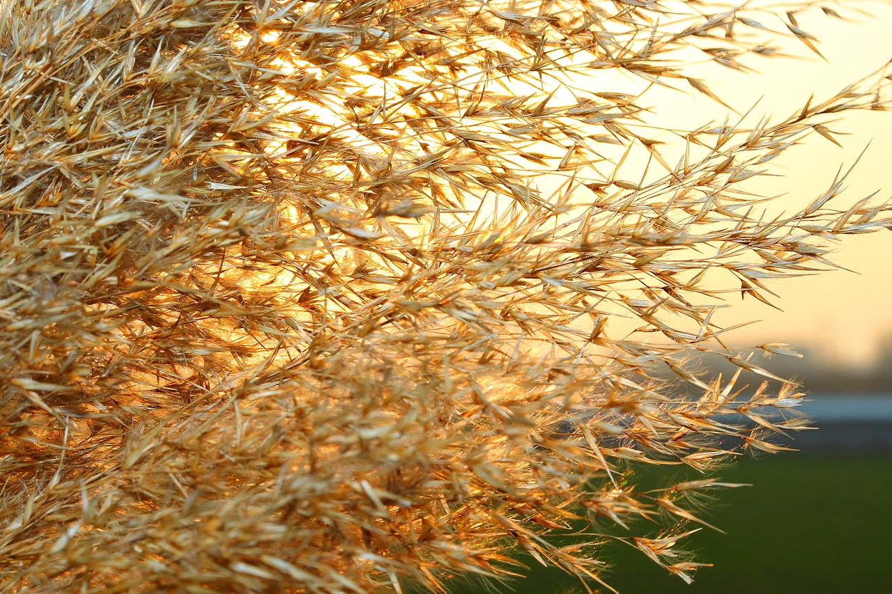 芦苇微微芦苇荡漾