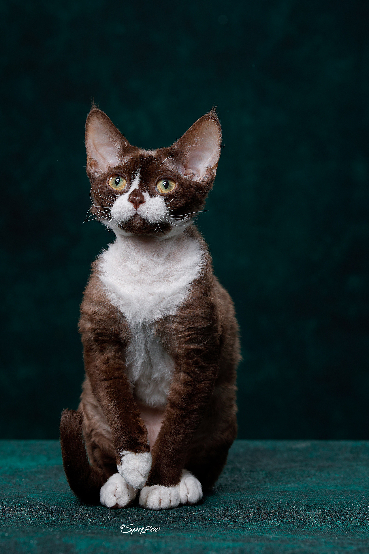 2018-19年度中国猫赛spyzoo赛程猫咪拍摄部分