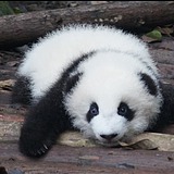 搞设计的团子的头像