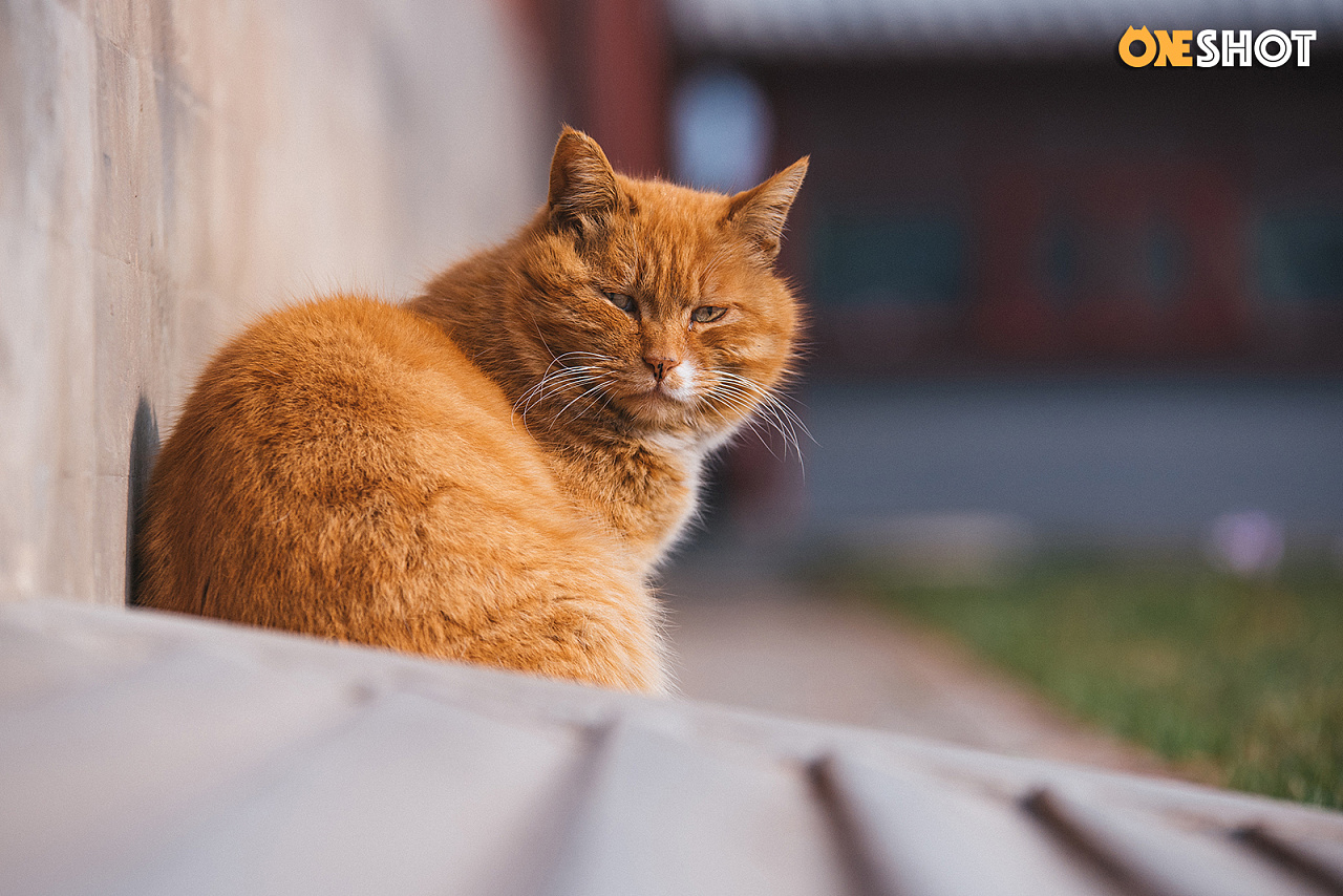 故宫猫丨纪念白点儿