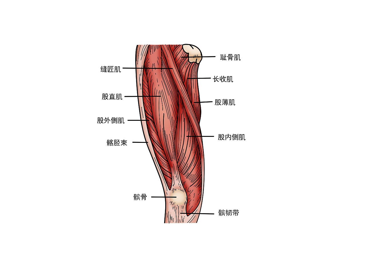 医学人体器官插图