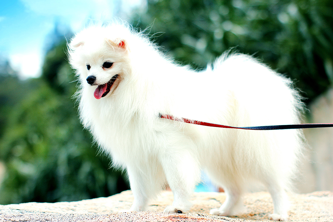 同事的狗狗花生,一路很乖很听话,司机师傅已经爱上它了