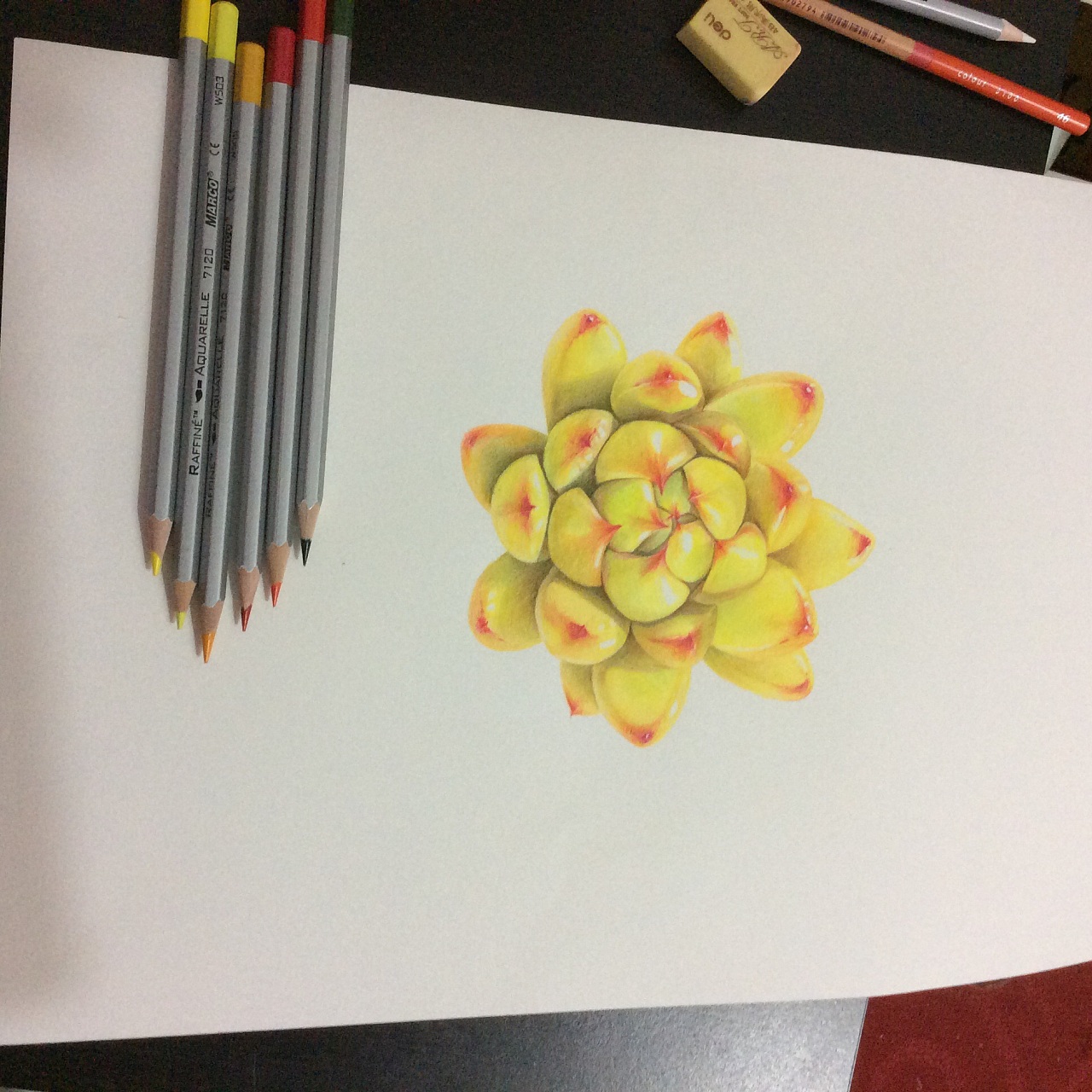 鸩山原创——手绘多肉植物《黄金玛利亚》