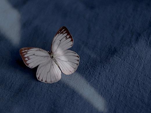 小红帽与大灰狼