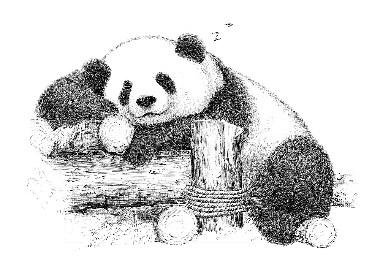 手绘大熊猫