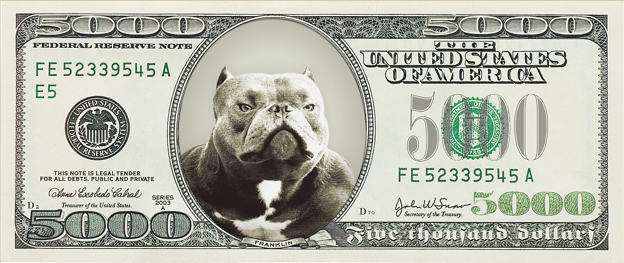 ckubc-恶霸犬美元代金券