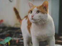 猫