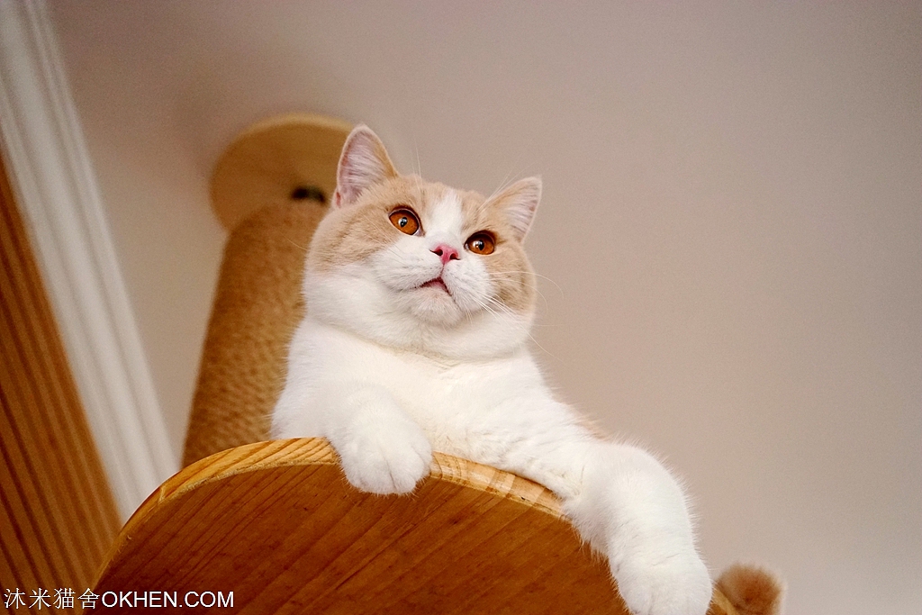 英短乳白色|摄影|宠物摄影|沐米猫舍_原创作品-站酷zcool