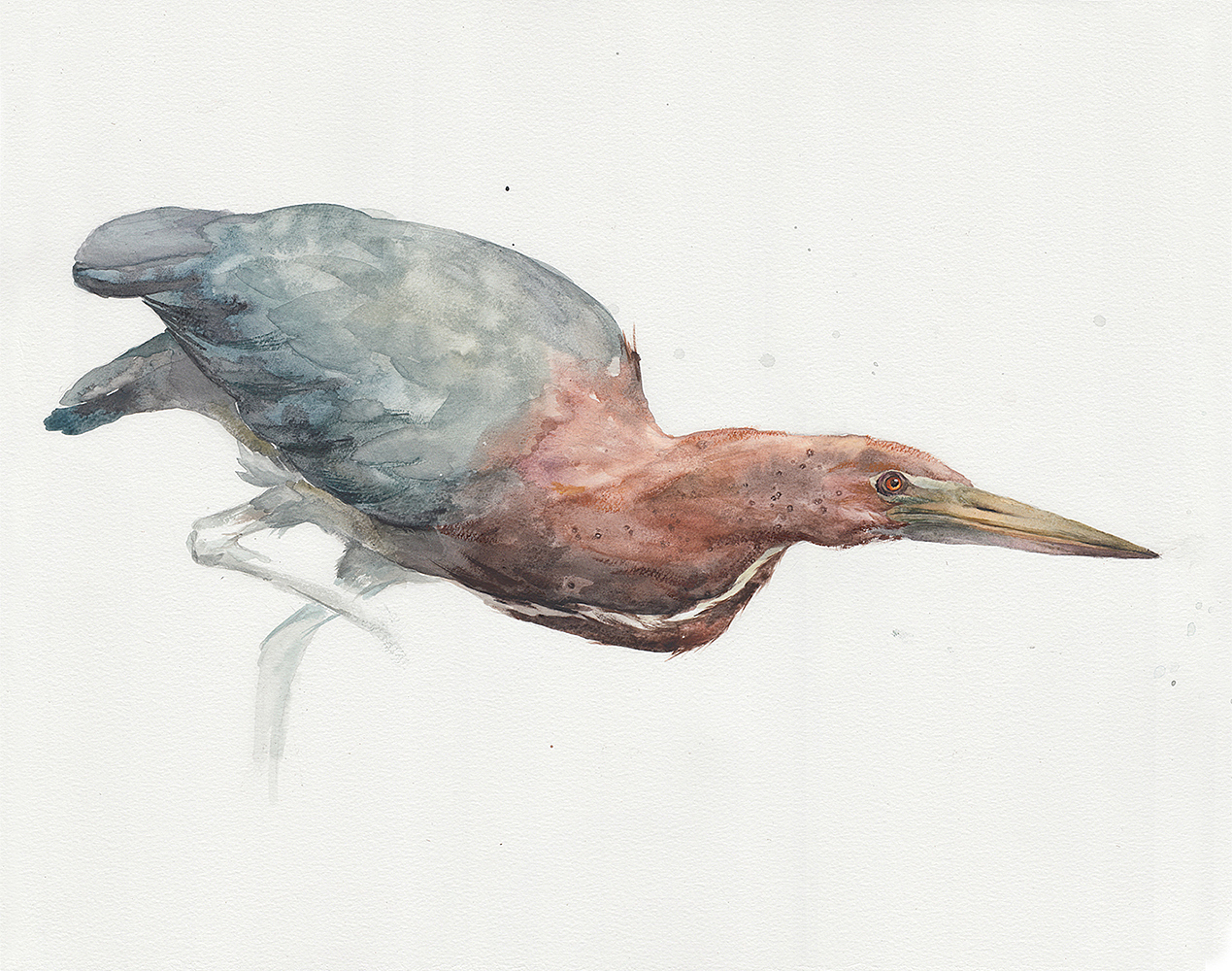 岩鹭,有拍延时视屏