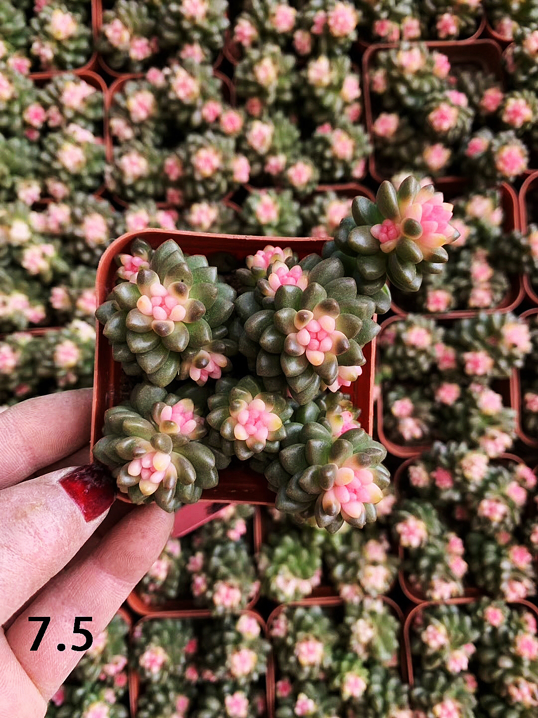 云南东南亚多肉绿植（图ZMTU1NDUxOTU2） - 产品摄影 - 站酷设计师绿植玩家原创素材 - 站酷ZCOOL