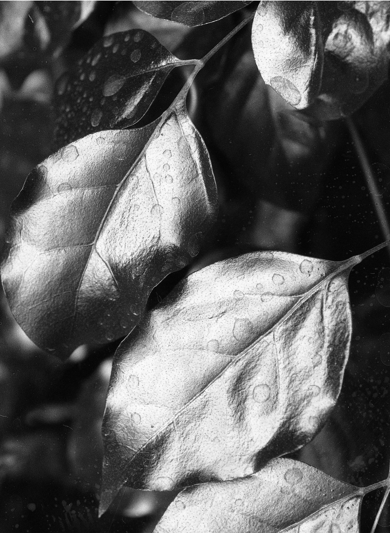 植物 - 胶片摄影(彩色为数码)