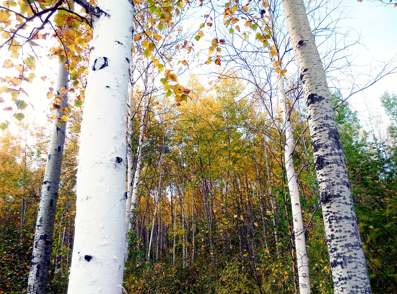 我喜欢的白桦树啊