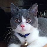 小猫money的头像