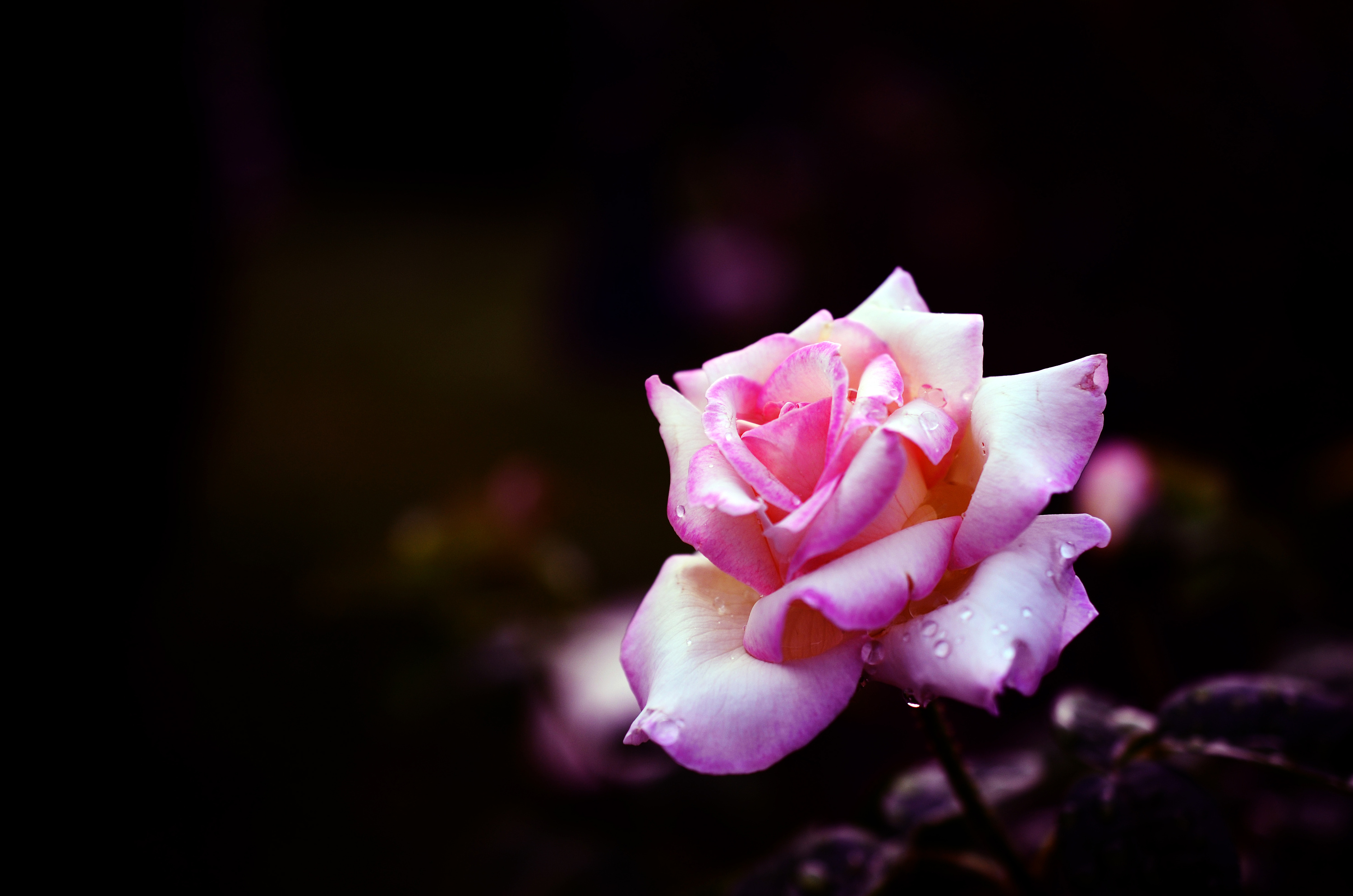 一组月季花,喜欢的推荐一下