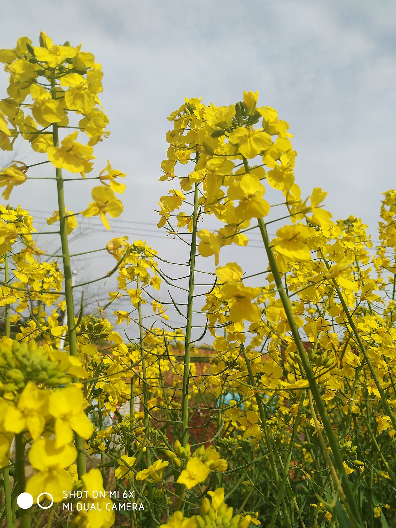 狗狗狗🐶与与与芝草草
