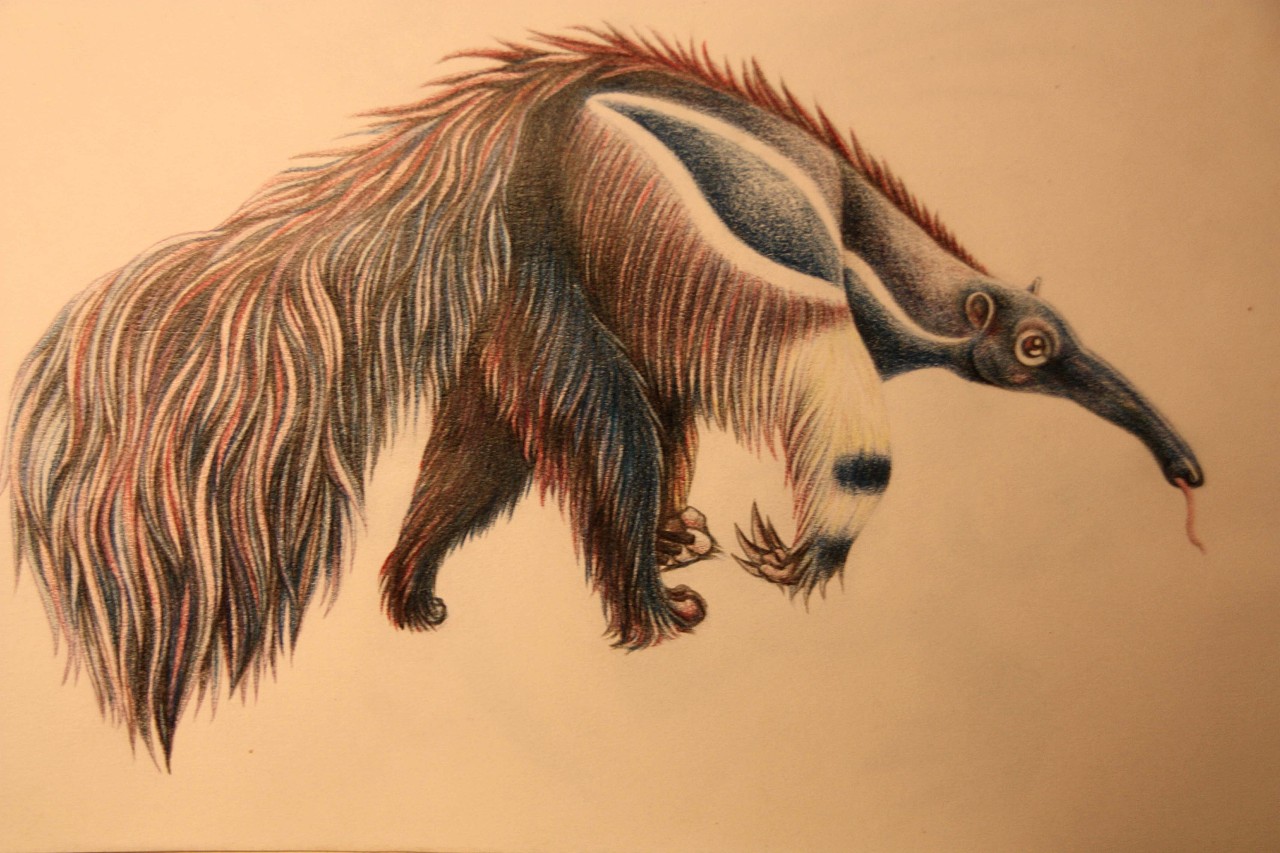 彩铅动物绘