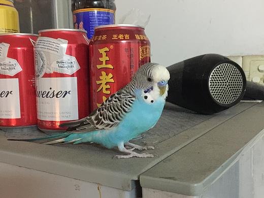 无意之间多了一个小伙伴