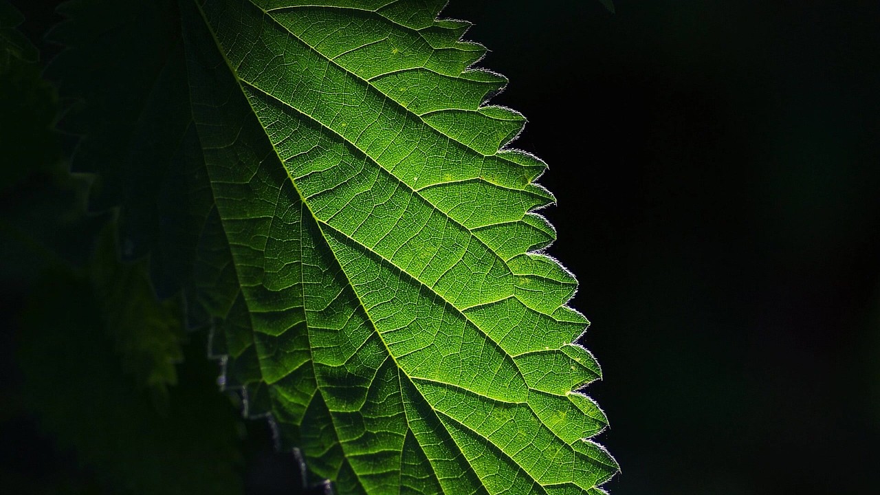 绿色护眼高清动态壁纸