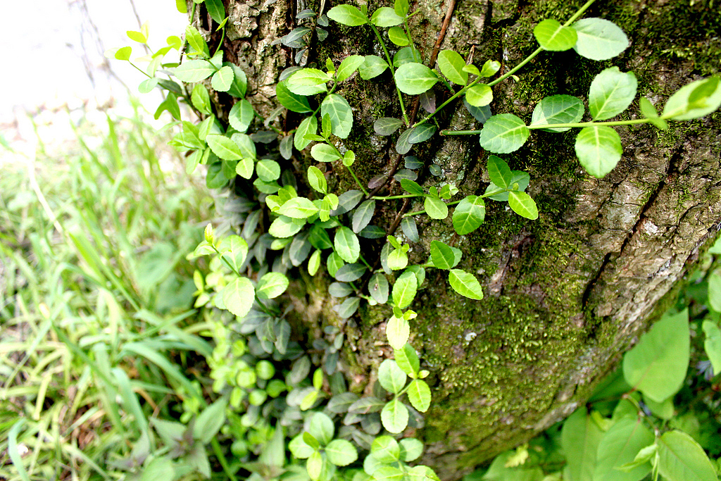 一叶一世界（图ZODQ3NDEzNDA=） - 风光摄影 - 站酷设计师Genie21st原创素材 - 站酷ZCOOL