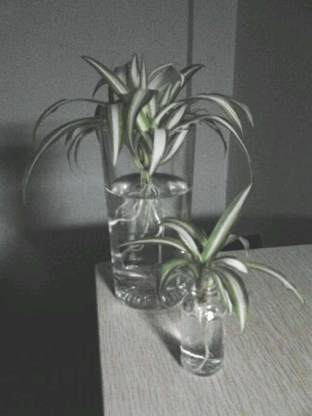 逝去不了的那些我的小生命