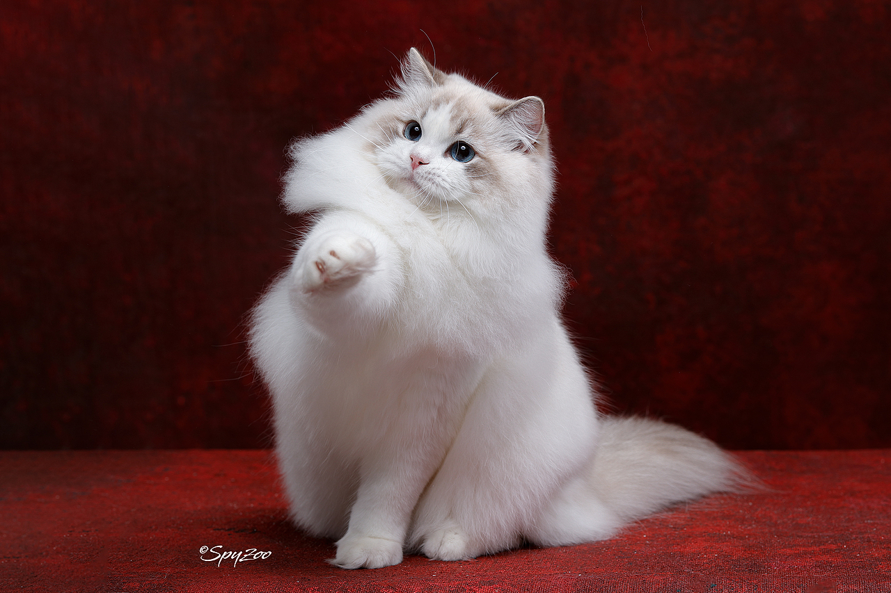 2018-19年度中国猫赛spyzoo赛程猫咪拍摄部分