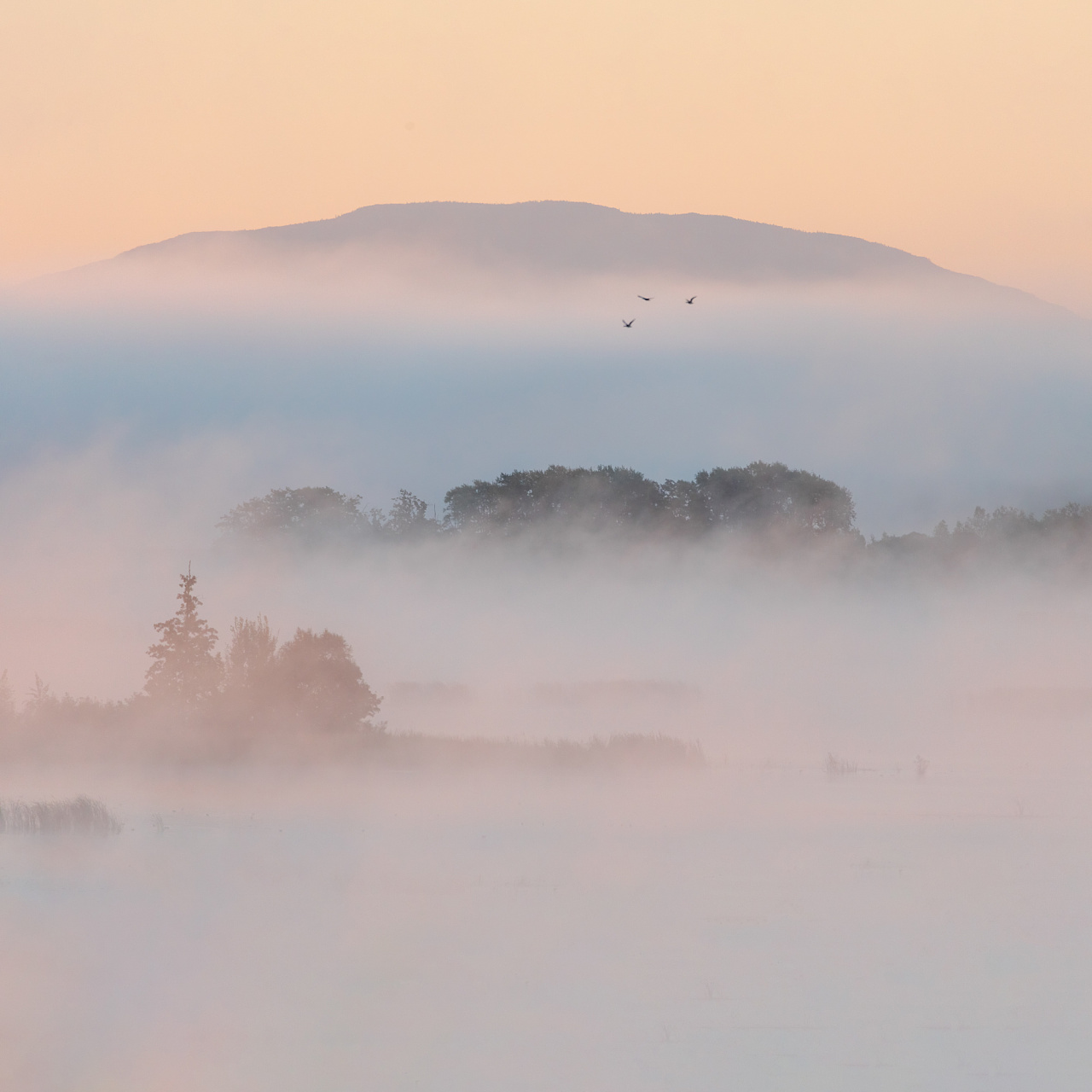花椒味兒泡芙的個(gè)人主頁(yè)（背景預(yù)覽） - 主頁(yè)背景設(shè)置 - 站酷設(shè)計(jì)師花椒味兒泡芙原創(chuàng)素材 - 站酷ZCOOL