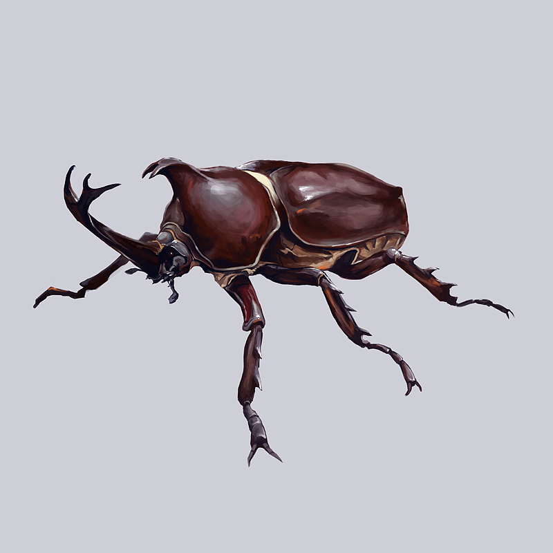 生物股长之独角仙（图ZNzI0NTQ3Mg==） - 商业插画 - 站酷设计师季风区原创素材 - 站酷ZCOOL