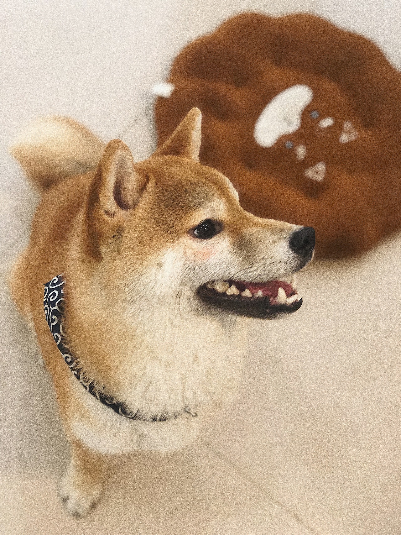 萌化夏天的废柴（图ZMTYyOTc1MzQ4） - 宠物摄影 - 站酷设计师木子小Y原创素材 - 站酷ZCOOL