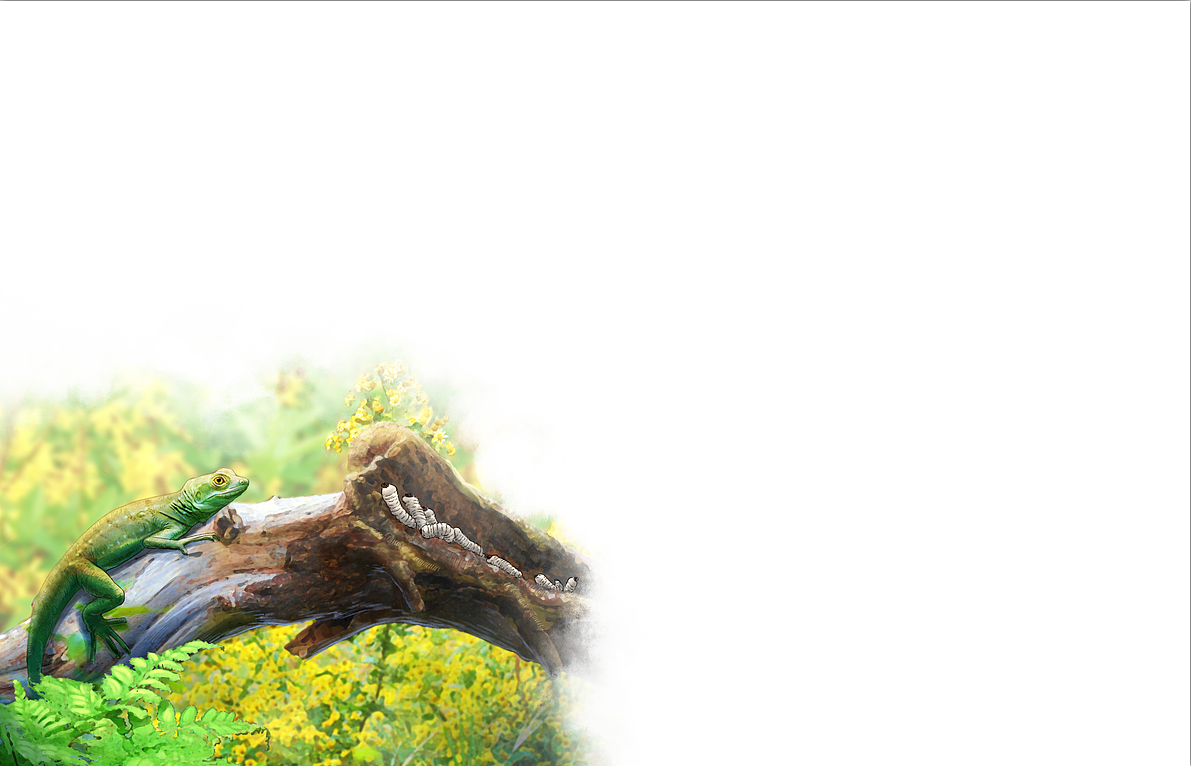 恐龙商插 禄丰龙