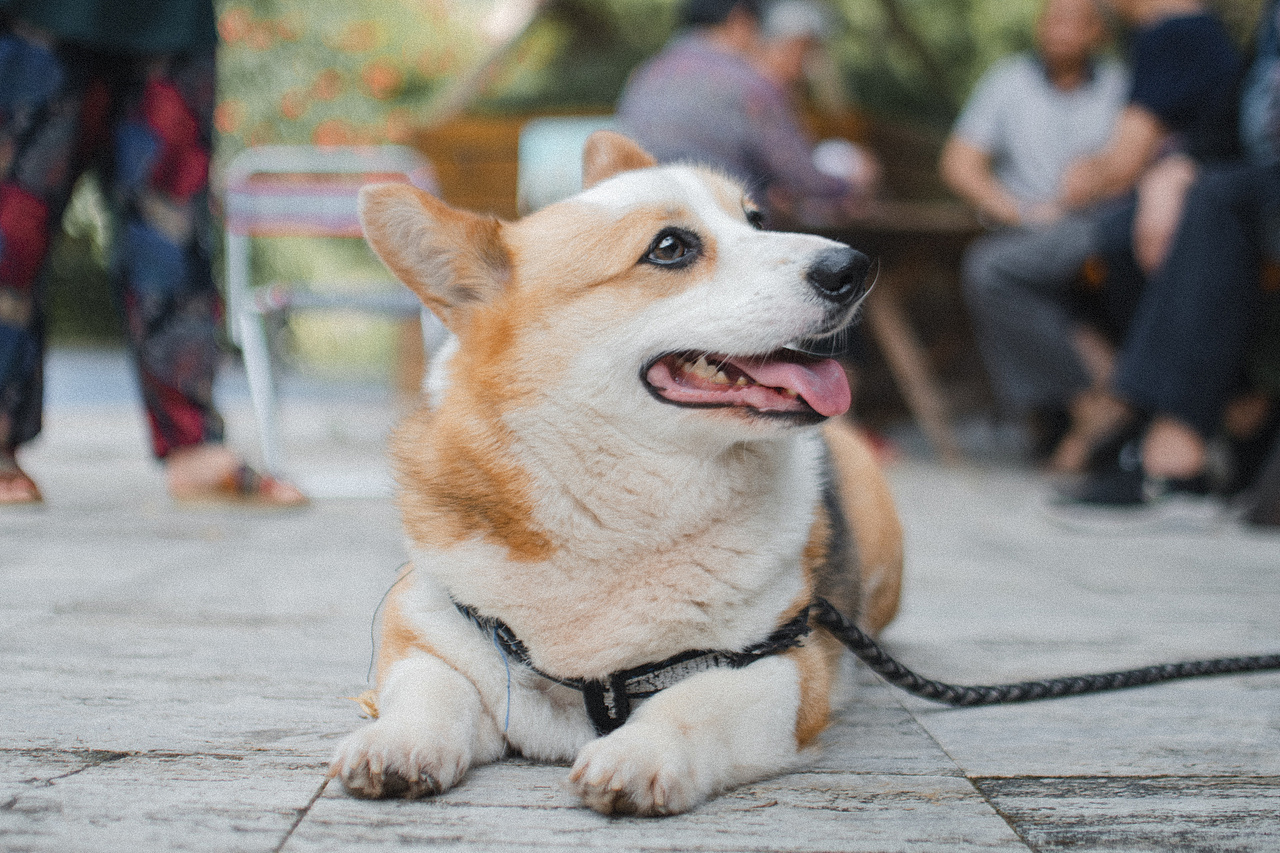 多多的故事（图ZMjEwMzM2Nzky） - 宠物摄影 - 站酷设计师aiml1998原创素材 - 站酷ZCOOL