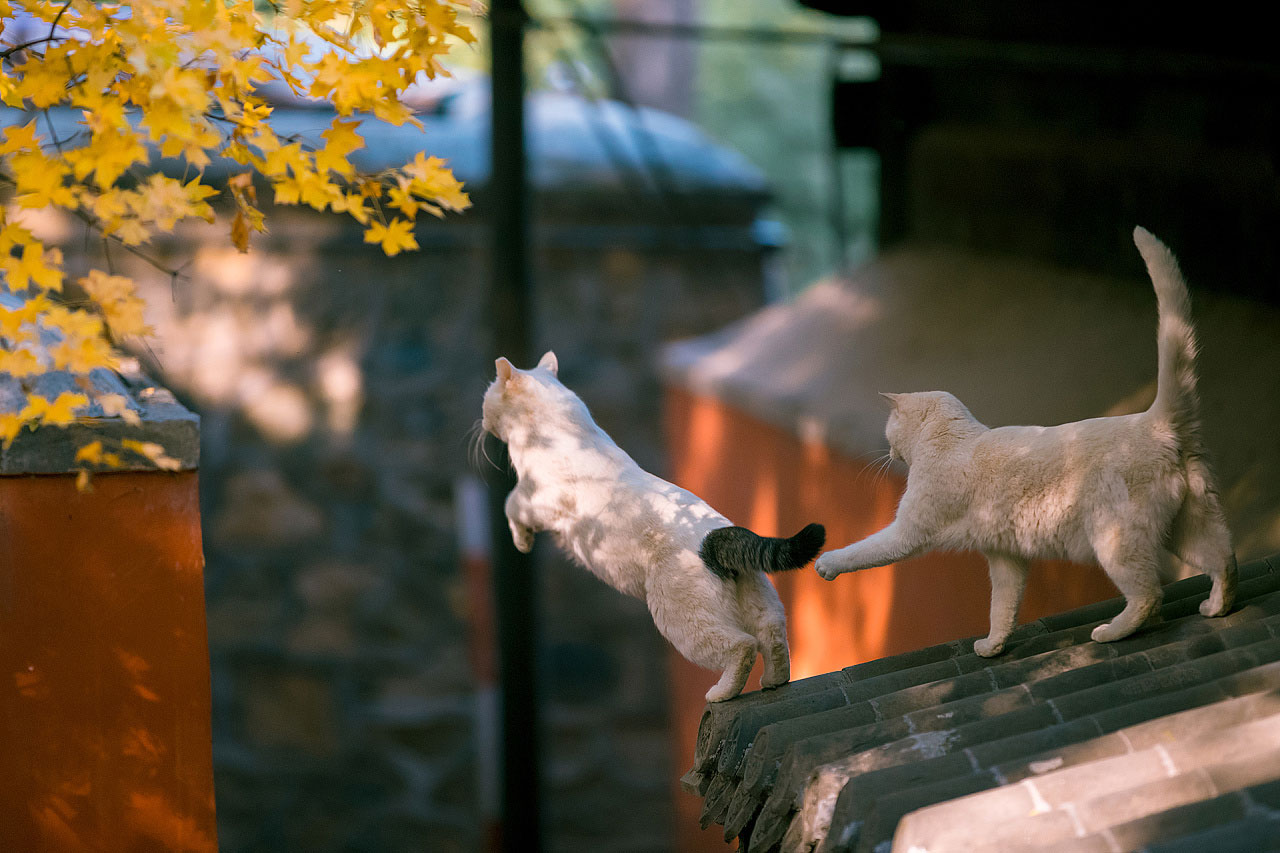 吃藕不拉叽不卡叽的个人主页（背景预览） - 主页背景设置 - 站酷设计师吃藕不拉叽不卡叽原创素材 - 站酷ZCOOL