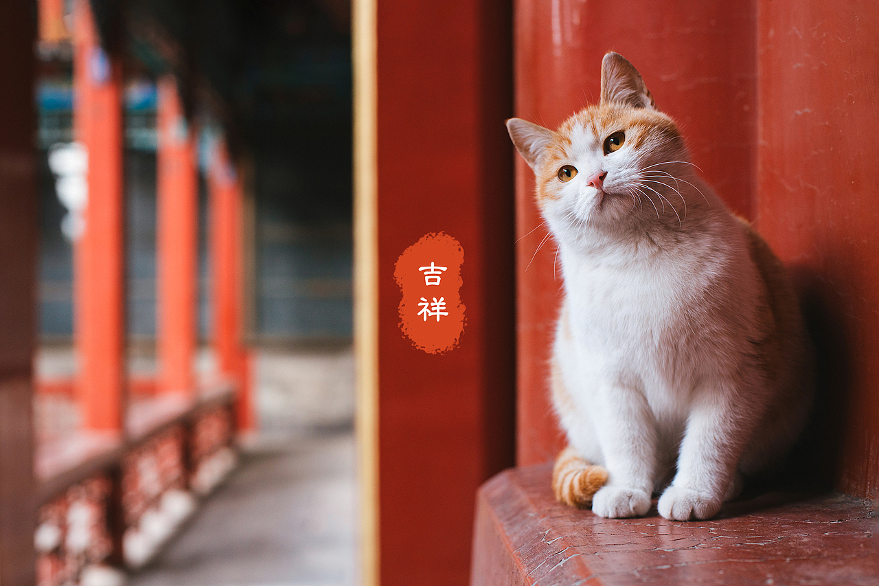 深耕三年故宫猫拍摄,盘点一下我拍过的四十七只御猫.