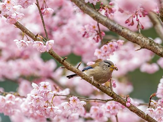 重庆南川：春来花枝俏