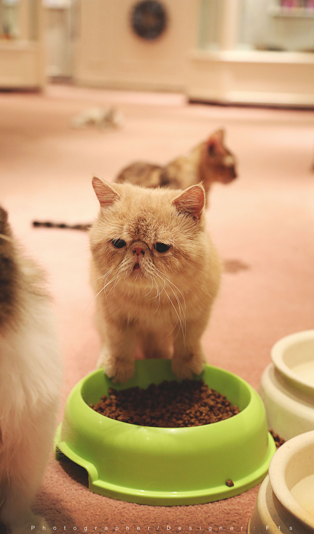 【偉大的】貓（圖ZMjk0OTgxODA=） - 寵物攝影 - 站酷設(shè)計(jì)師偉大的攝影師原創(chuàng)素材 - 站酷ZCOOL