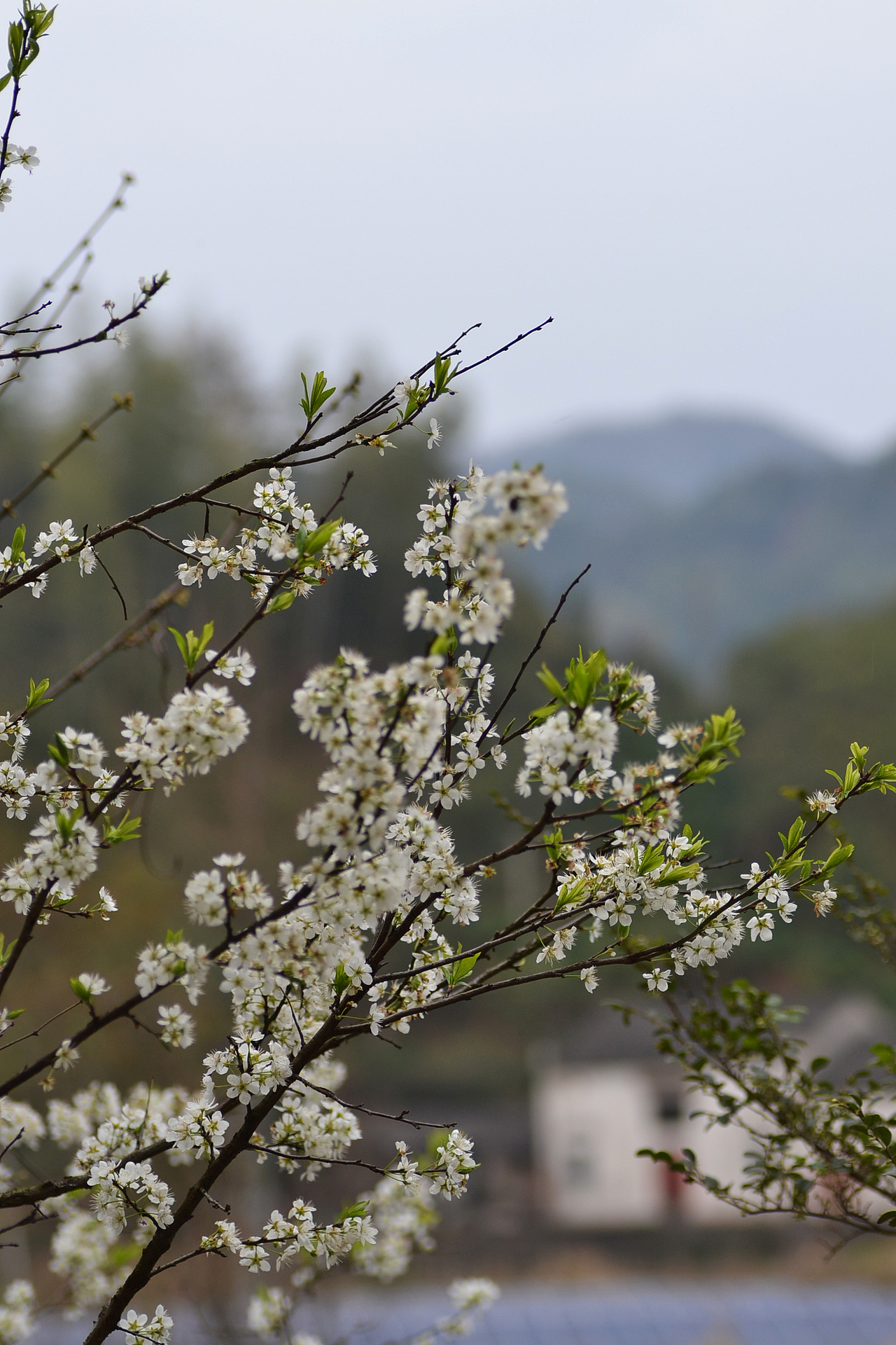 黄山市祁门县 | 古溪乡谢家村 | 手工祁门红茶（图ZMTE0NjY0OTky） - 风光摄影 - 站酷设计师谢家茶园原创素材 - 站酷ZCOOL