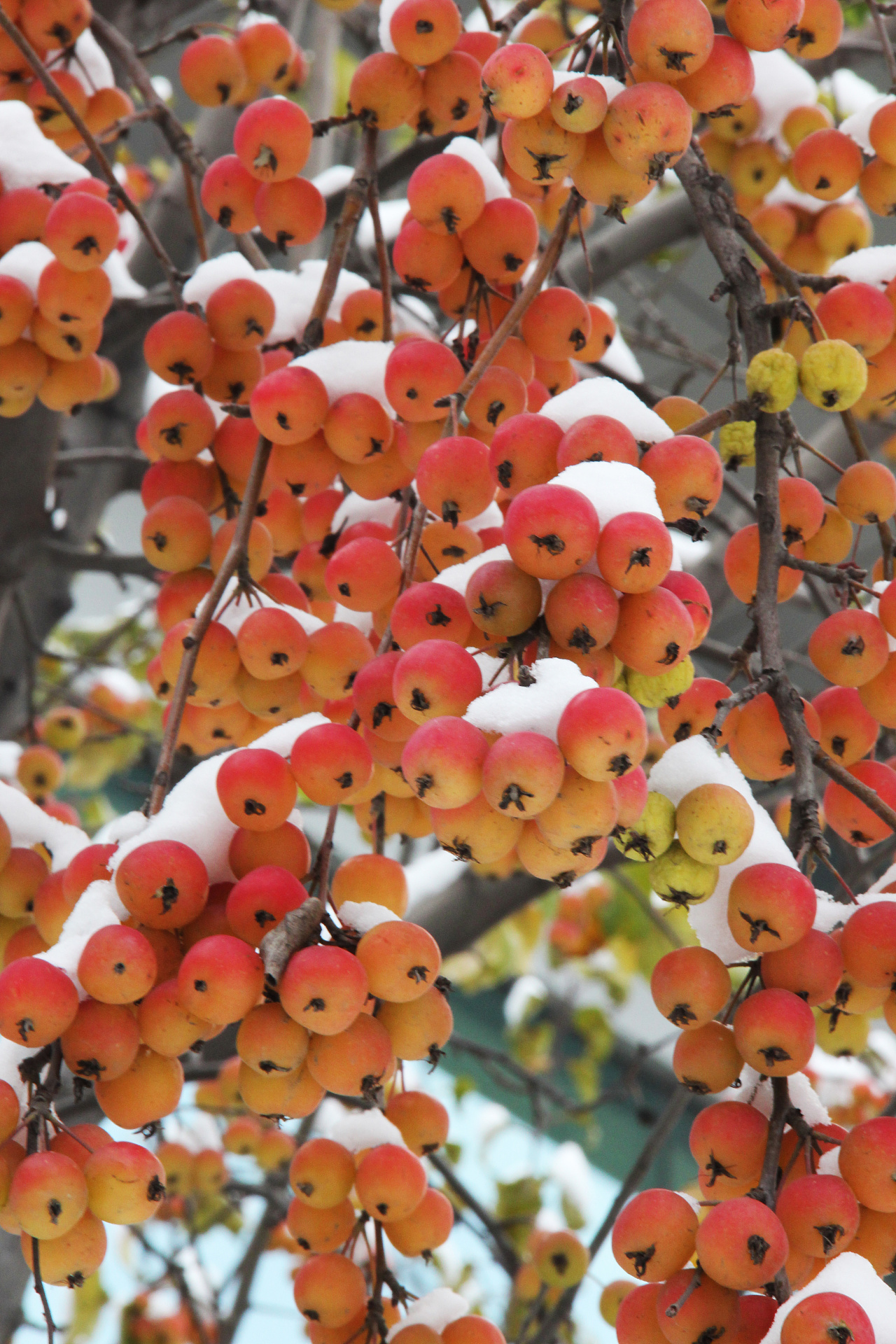 海棠花冬天的样子图片