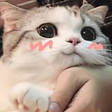 你眼中有碧波的头像