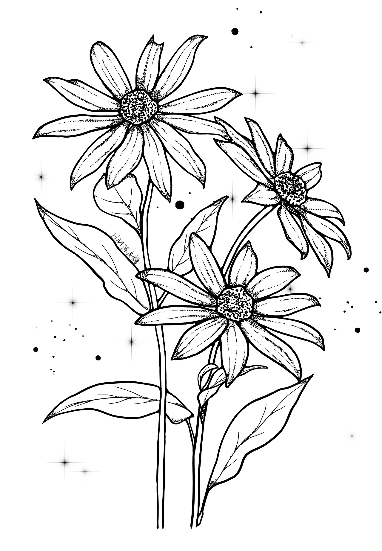 黑白装饰画|金光菊