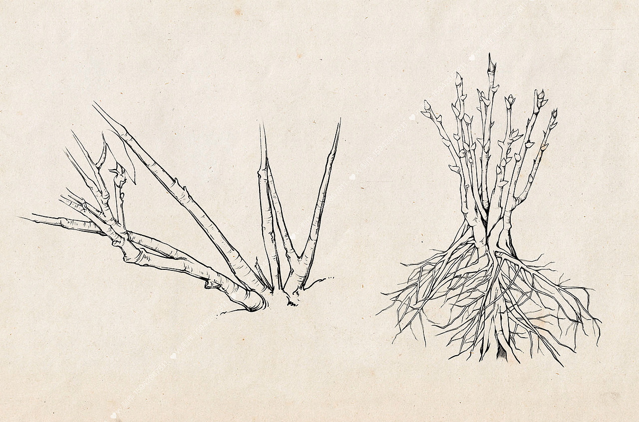 自然笔记-灌木植物-牡丹（图ZMzQ1Mjg4MDQw） - 商业插画 - 站酷设计师盾盾iii原创素材 - 站酷ZCOOL