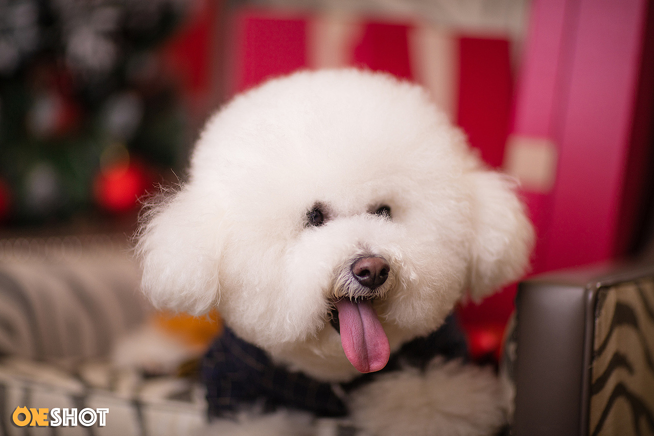 2018圣诞合集第一弹丨你的圣诞礼物又到啦!