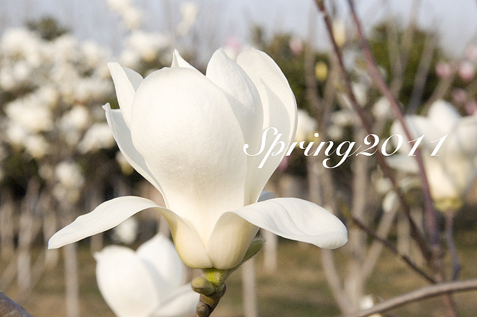 四月芳菲——玉兰（图ZMjcyNDQ1Ng==） - 风光摄影 - 站酷设计师慢熟的兔子原创素材 - 站酷ZCOOL