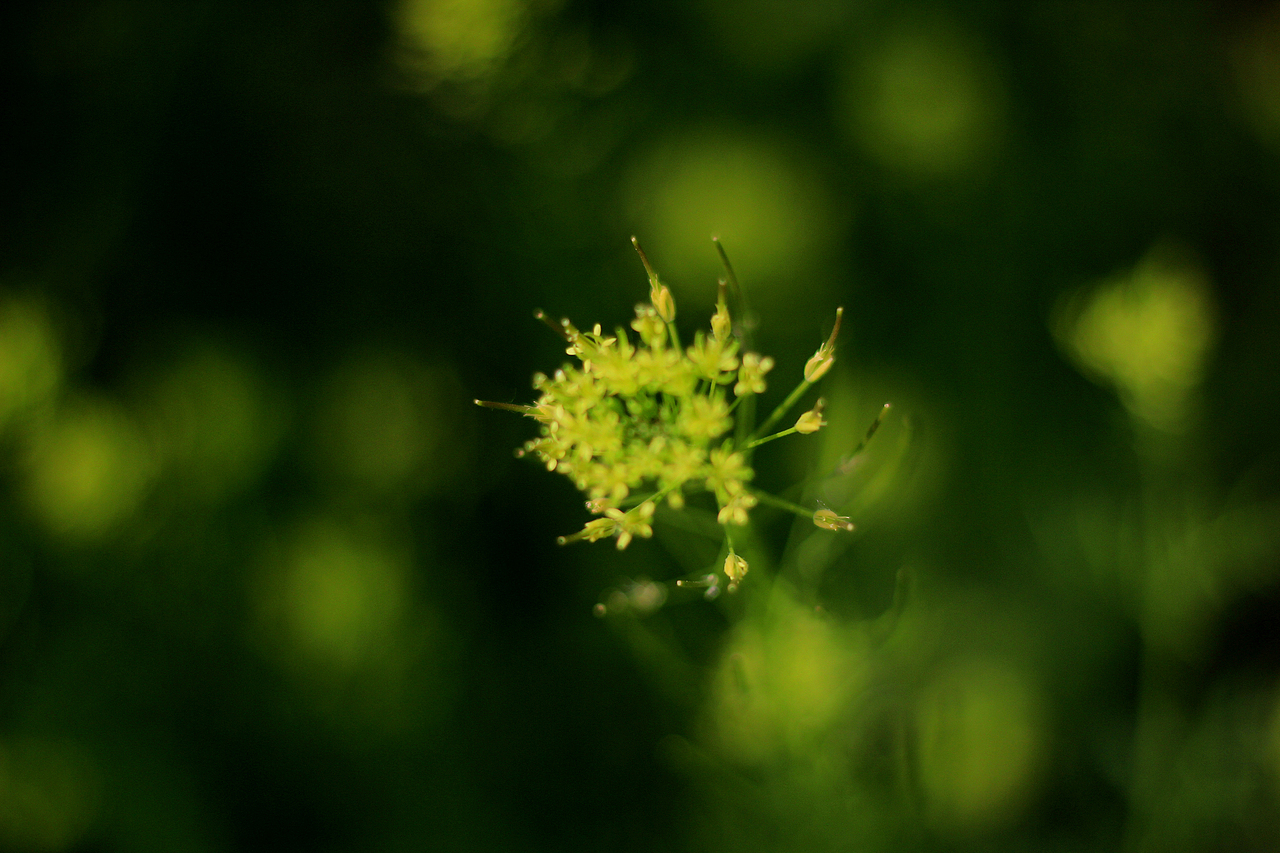 那年花正好山地车还在