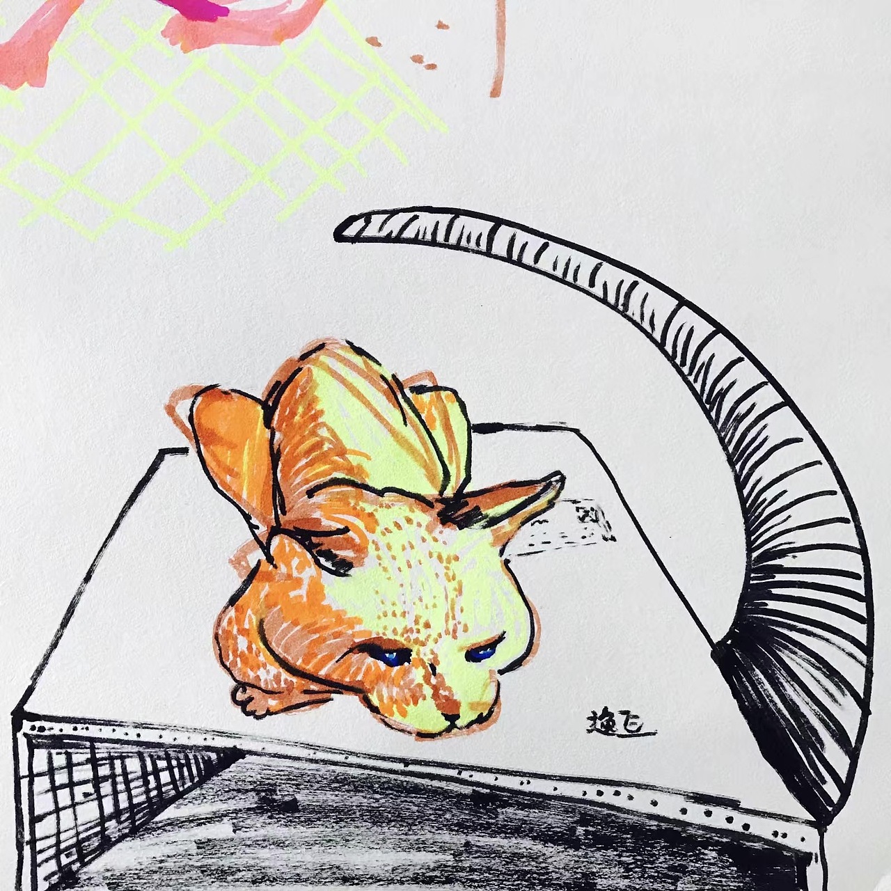 猜猜这是在做什么的猫咪