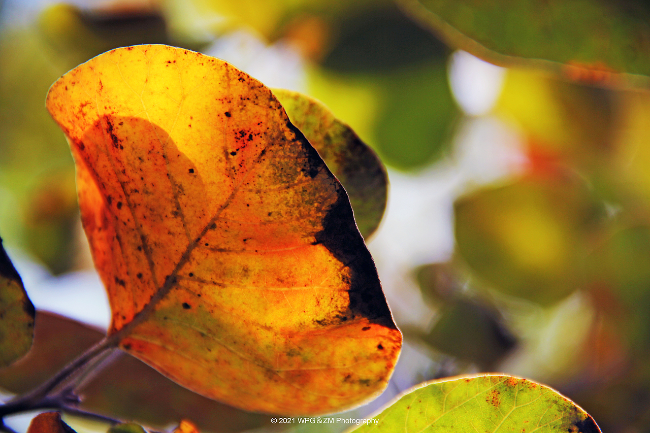 《 一叶知秋 》