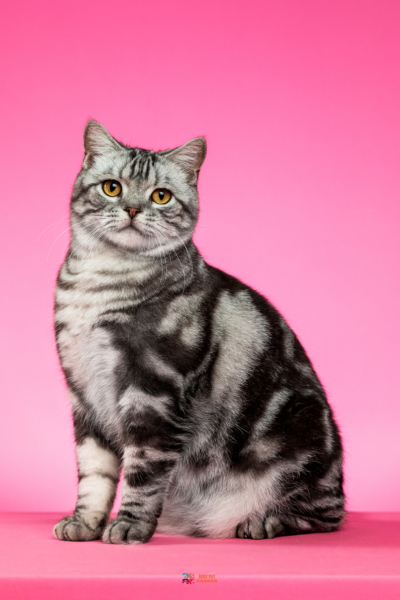 宠物摄影|美国短毛猫