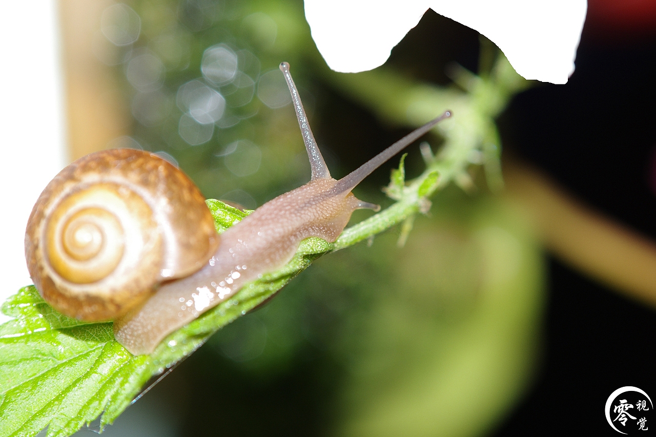 动物世界（图ZNDA1MDgyMzI=） - 宠物摄影 - 站酷设计师零视觉创意原创素材 - 站酷ZCOOL