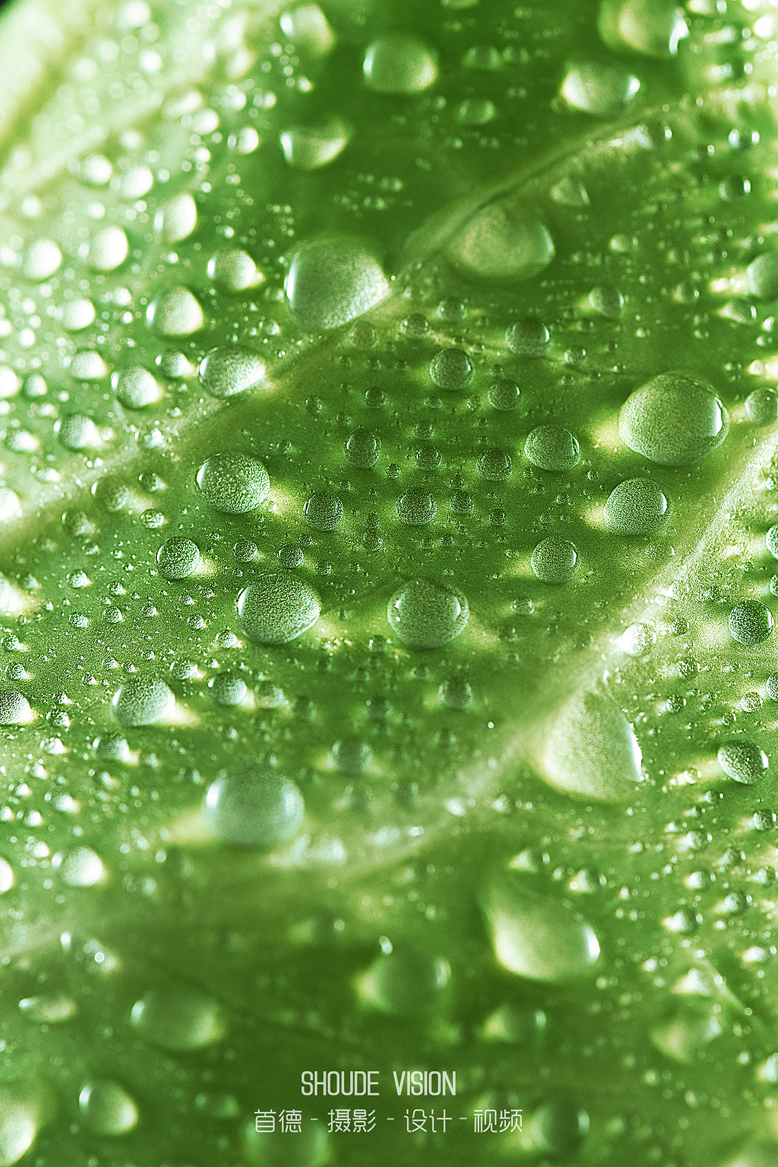 来一组蔬菜集合