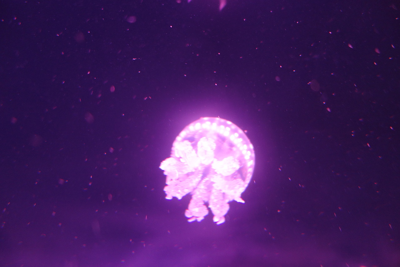 水母拍摄~（图ZNjM1ODQ5NjQ=） - 宠物摄影 - 站酷设计师种子成原创素材 - 站酷ZCOOL