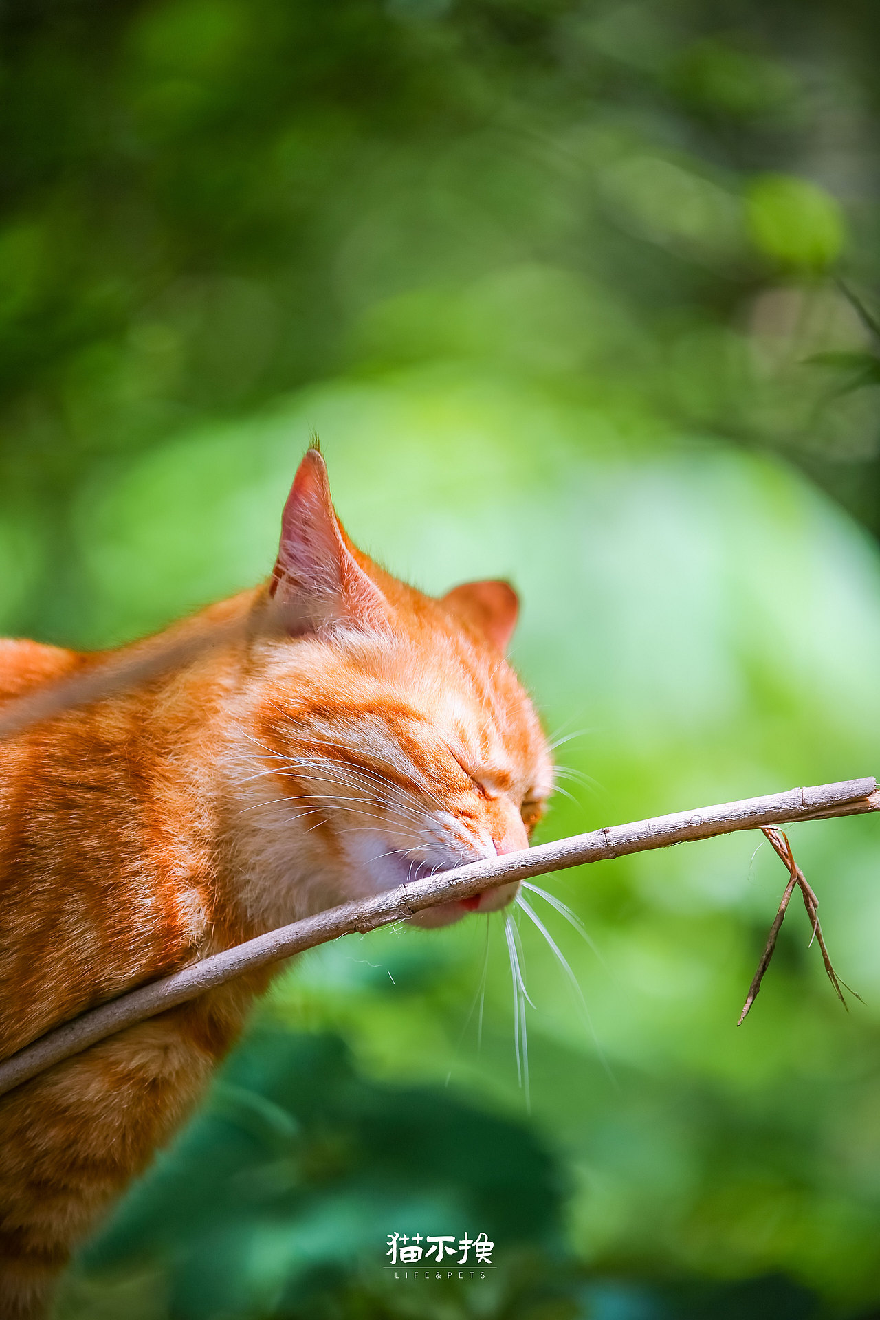 山猫日记20210718