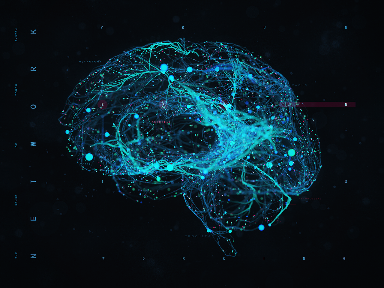 大脑功能分布图-图库-五毛网
